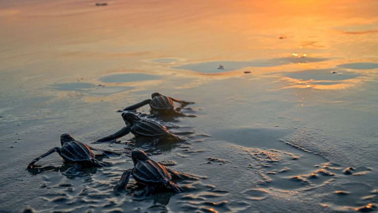 Baby leatherback sea turtles head to the sea at sunset on Indonesia’s Lhoknga Beach in February 2023. (Chaideer Mahyuddin / AFP / Getty Images)