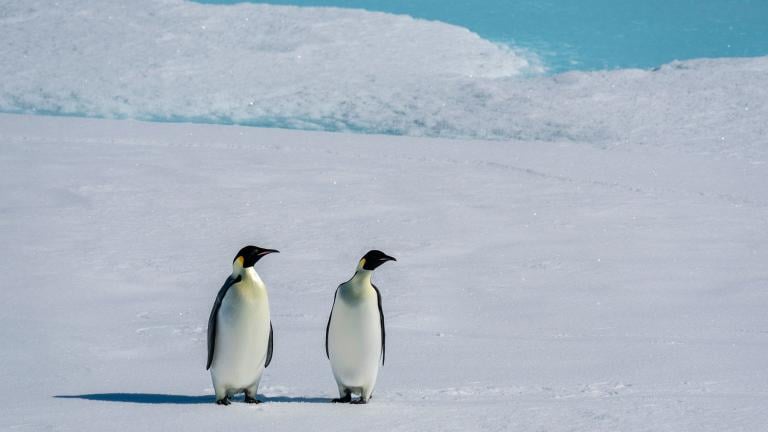Emperor penguin (Aptenodytes forsteri) pair on sea ice, Larsen B Ice Shelf, Weddell Sea, Antarctica. (Sergio Pitamitz / VWPics / AP)