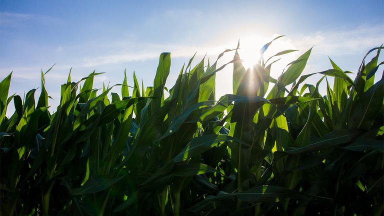 A cornfield in Macomb, Illinois. Cornfields in 68 of Illinois' 102 counties were surveyed for bacterial leaf streak. (April Bern / Flickr)
