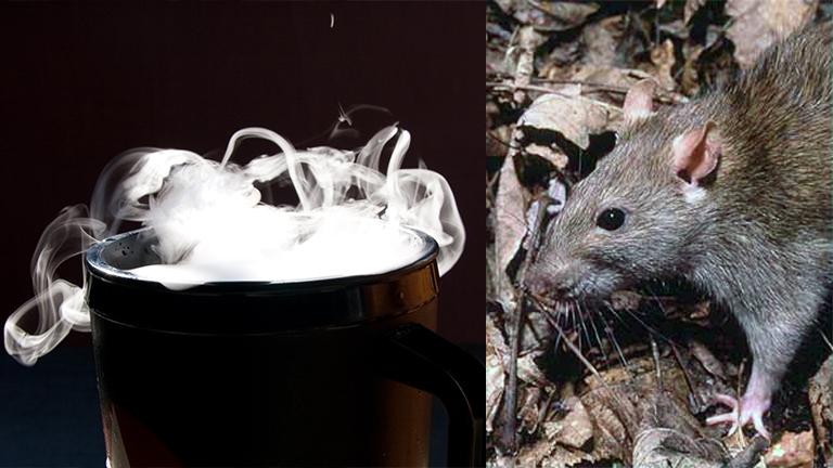 New York and Boston have also experimented with dry ice as a rodent control technique. (Dry ice: Shawn Henning / Rat: National Park Service)