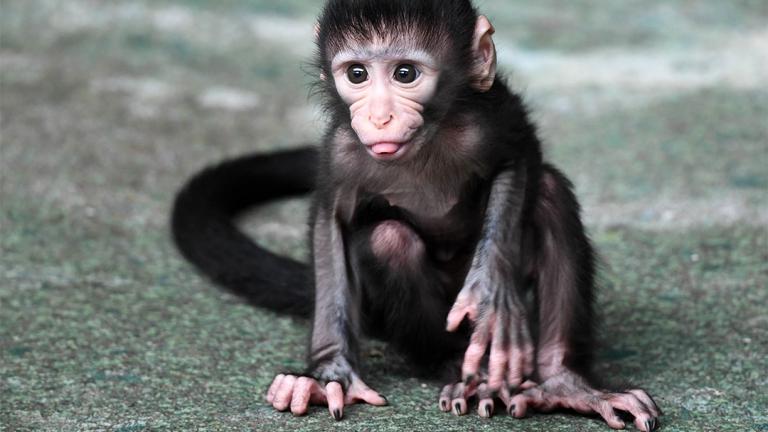 (Jim Schulz / Chicago Zoological Society)