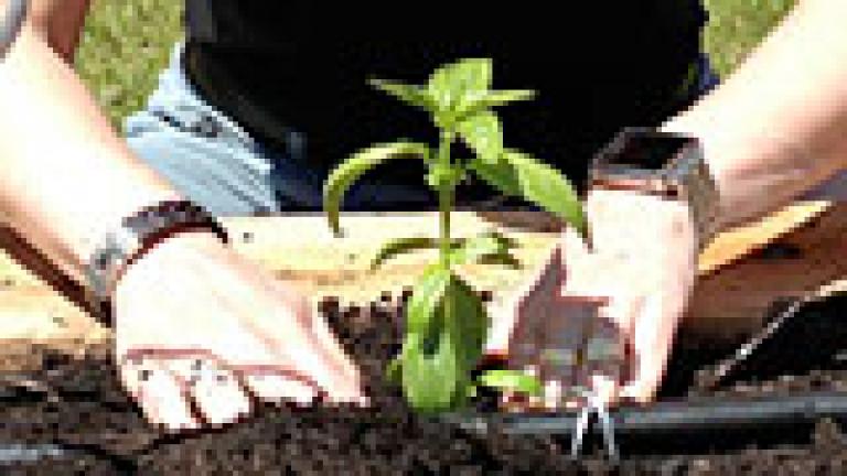 Homegrown: WTTW's Organic Garden