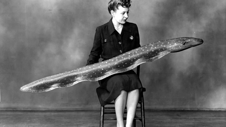 Mrs. Helen Moyer holding a large model of an eel in 1947. (Photo courtesy the Field Museum)