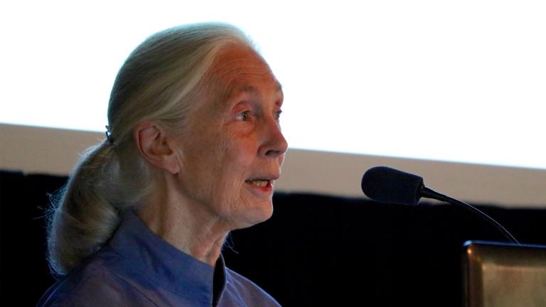 Jane Goodall speaks at the Lincoln Park Zoo on Thursday as part of the Chimpanzees in Context conference. (Evan Garcia / Chicago Tonight)