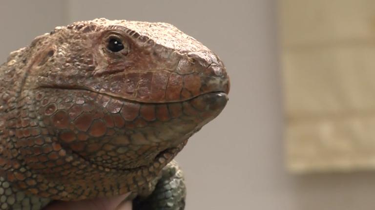 Hiss Majesty, a 16-year-old Caiman lizard at the Shedd Aquarium, was fitted for a new prosthetic limb on Wednesday.