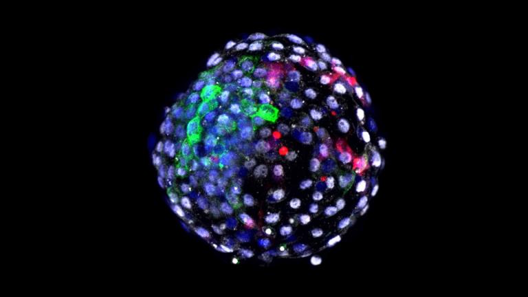 (Credit: Weizhi Ji / Kunming University of Science and Technology)