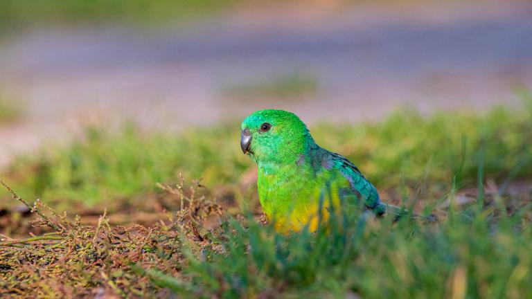 A red-rumped parrot, one of the bird species that has seen its bill size increase. (Credit: Ryan Barnaby)