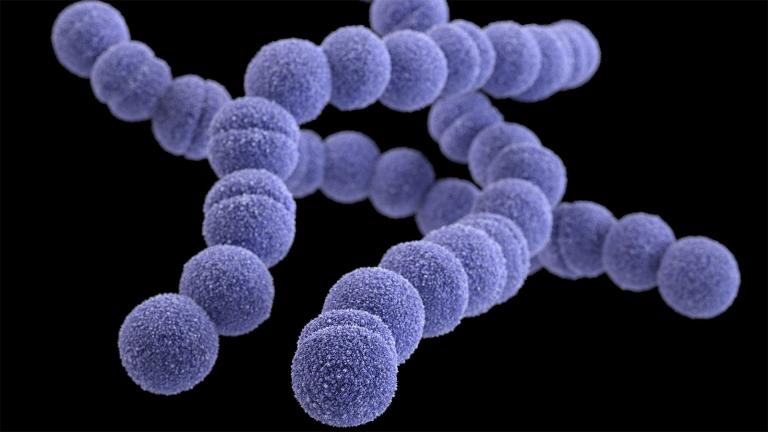 Strep A illustration. (CDC)