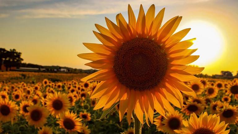 Thompson Strawberry Farm has been around for 70 years, but this is the first year it is decorated with sunflowers. (Courtesy Scott Thompson)