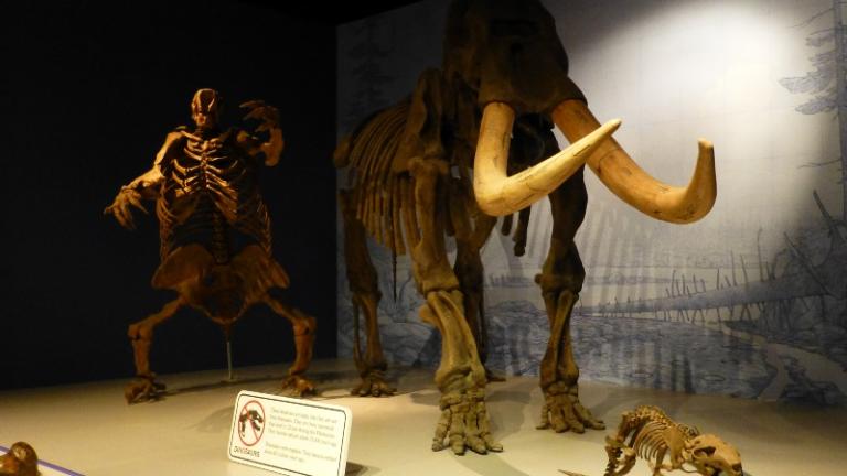 A mastodon fossil at the now closed Illinois State Museum (Flickr / Mike Linksvayer)