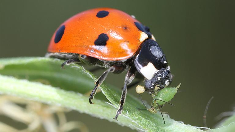 A ladybug eats an aphid, a common garden pest. (John Flannery / Flickr)