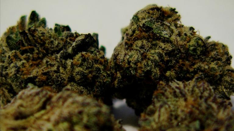 The photo shows a close-up of marijuana buds before they leaf out. (Andrew Campbell / Capitol News Illinois)