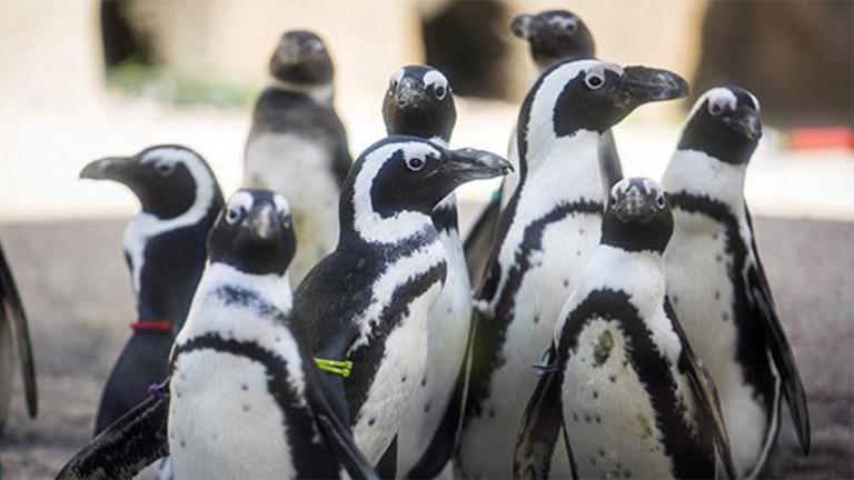 (Lincoln Park Zoo)