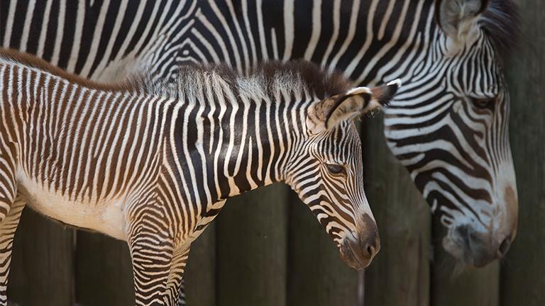 The Lincoln Park Zoo welcomed the birth of a female Grevy's zebra on Saturday. (Todd Rosenberg / Lincoln Park Zoo)