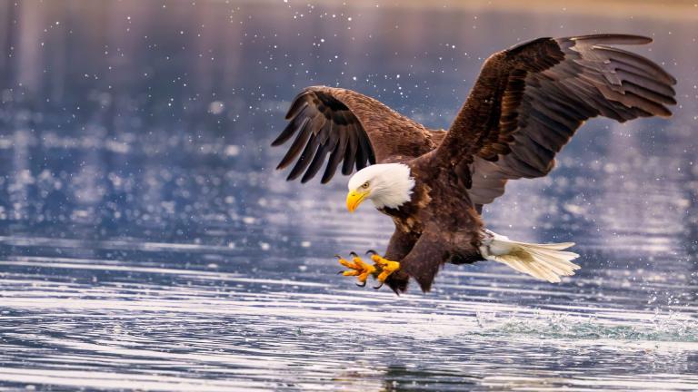 Bald eagles flock to Illinois in the winter to take advantage of open-water fishing. (Wirestock / iStock)