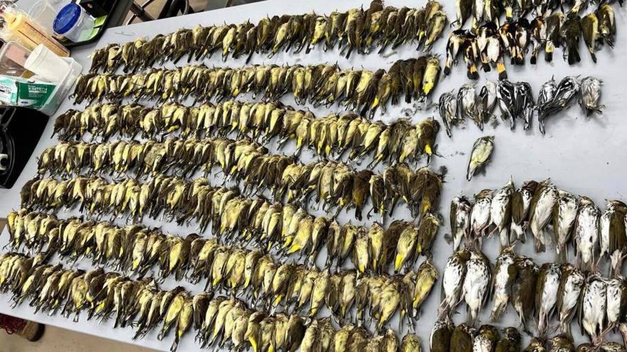 Some of the birds gathered by the Field Museum that were killed in October 2023 after colliding with McCormick Place Lakeside Center. (Courtesy of Taylor Hains)