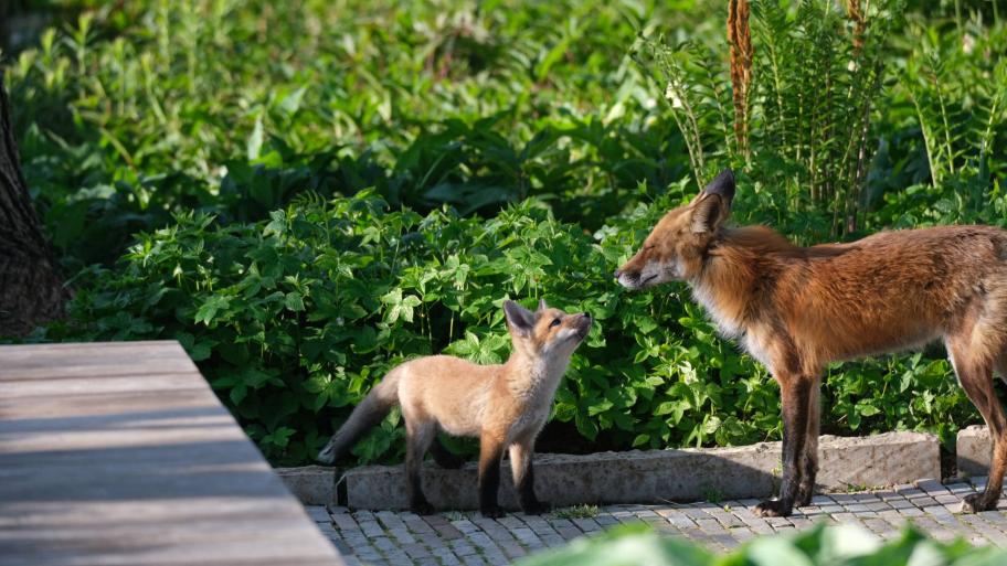 A family of foxes has taken up residence in Chicago’s Lurie Garden. (Courtesy of Lurie Garden)