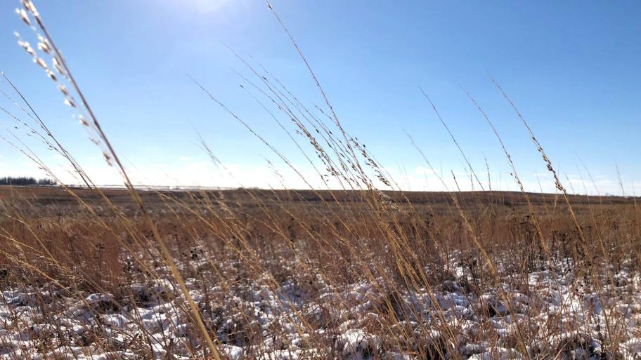 Orland Grassland, a thousand-acre restored prairie. (Patty Wetli / WTTW News)