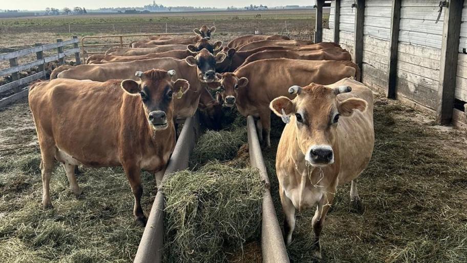 Cows on the Little Brown Cow Dairy farm in Delavan. (Provided by Terry Hoerbert, Little Brown Cow Dairy) 
