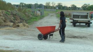 Students at work at the Chicago High School for Agricultural Sciences in Mount Greenwood. (WTTW News)