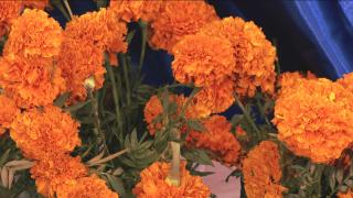 Cempasúchiles are stocked at Albany Park flower shop Tito's Flowers and Gifts. (WTTW News)