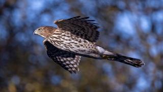 The crow-sized Cooper’s hawk has been called a “flying cross,” with its long tail and short wings. None of those traits is reflected in the bird’s eponymous name. (Courtesy of Walter Kitundu)