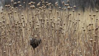 Native bergamot seed heads. (U.S. Fish and Wildlife Service Midwest / Courtney Celley)