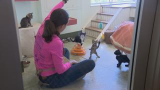 A PAWS employee plays with kittens at the Lincoln Park shelter on June 20, 2022. (WTTW News)