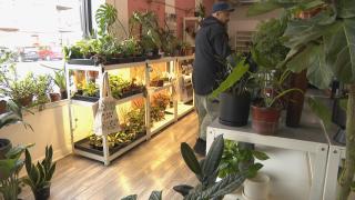 A worker tends to the inventory at Plant Salon, 947 Ashland Ave., on Dec. 27, 2023. (WTTW News)