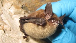 A northern long-eared bat showing signs of white-nose syndrome. Found in LaSalle County, Ill., in 2013, during a research expedition by the Illinois Department of Natural Resources. (University of Illinois / Steve Taylor)