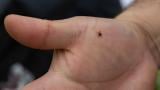 A lone star tick crawls on southern Illinois University zoology professor Agustín Jiménez’s hand on April 13, 2026, in Thompson Woods in Carbondale, Illinois. (Riley Sembler)