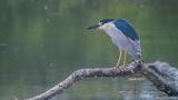 A black-crowned night heron, in its signature hunched stance, with long white streamers just visible. (Dulcey Lima / Unsplash)