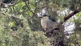 An adult black-crowned night heron on the nest in Lincoln Park Zoo. (Patty Wetli / WTTW News)