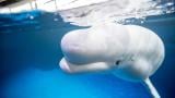 Beluga whales at Shedd Aquarium will soon have company. (Brenna Hernandez / Shedd Aquarium)