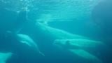 Shedd Aquarium's new beluga whales are adjusting behind the scenes and recently met a couple members of Shedd's existing beluga pod. (Patty Wetli / WTTW News)