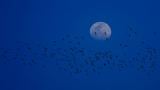 Birds migrate across the night sky. (0802290022 / iStock)
