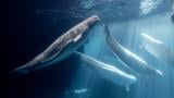 Rescued beluga whale Caspian swimming in the Abbott Oceanarium. (Courtesy of Shedd Aquarium)