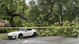 A shattered catalpa limb brought down utility lines on June 10, 2026, in Chicago's Lincoln Square neighborhood. (Patty Wetli / WTTW News)