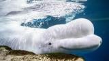 This photo provided by the Shedd Aquarium shows a beluga whale named Beethoven swimming on May 1, 2023, at the aquarium in Chicago. (Heidi Zeiger / Shedd Aquarium via AP)