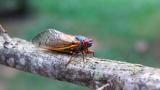 Brood XIX periodical cicada. (Alabama Extension / Flickr Creative Commons)