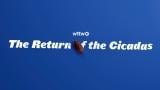 A graphic that says "The Return of the Cicadas." (WTTW News)