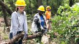 Chicago Conservation Leadership Corps crew clearing buckthorn at Sand Ridge Nature Center, August 2022. (Patty Wetli / WTTW News)