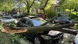 One of the hundreds of downed trees on Chicago's North Side following severe thunderstorms, May 16, 2025. (Patty Wetli / WTTW News)