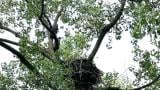 Migizi and Marian, hanging out near their nest on Chicago’s Southeast Side. (Courtesy of the Chicago Park District)
