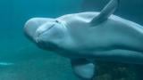 Gimli swimming in the Abbott Oceanarium during 24/7 observations. (Courtesy of Shedd Aquarium)