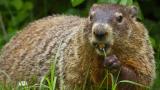 Groundhog chowing on clover. (Shenandoah National Park)