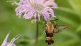 Moths are often called the forgotten pollinators. Here’s a hummingbird clearwing moth visiting wild bergamot (bee balm). (National Park Service, Shenandoah National Park / Flickr Creative Commons)