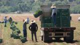 FILE - Farm workers gather produce on Thursday, June 12, 2025, in Moorpark, Calif. (AP Photo / Damian Dovarganes)