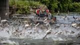 Invasive carp are voracious feeders that grow and multiply rapidly. (Invasive Carp Regional Coordinating Committee)