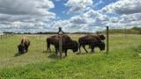A herd of bison have settled into their new home at Burlington Prairie in Kane County. (Courtesy Forest Preserve District of Kane County)